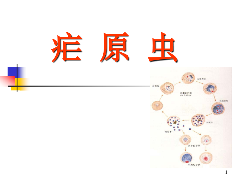 疟原虫教学ppt课件_第1页