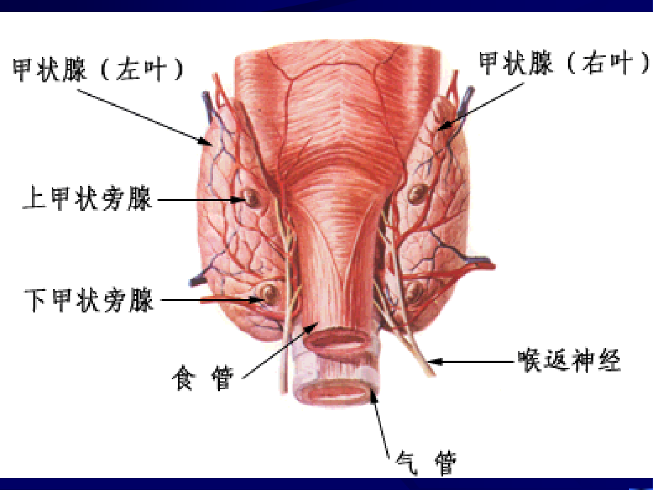 甲状腺激素及抗甲状腺药课件_第1页