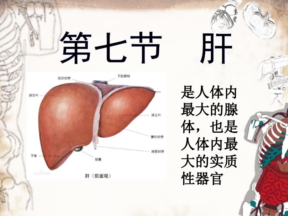 系统解剖学肝脏课件_第1页