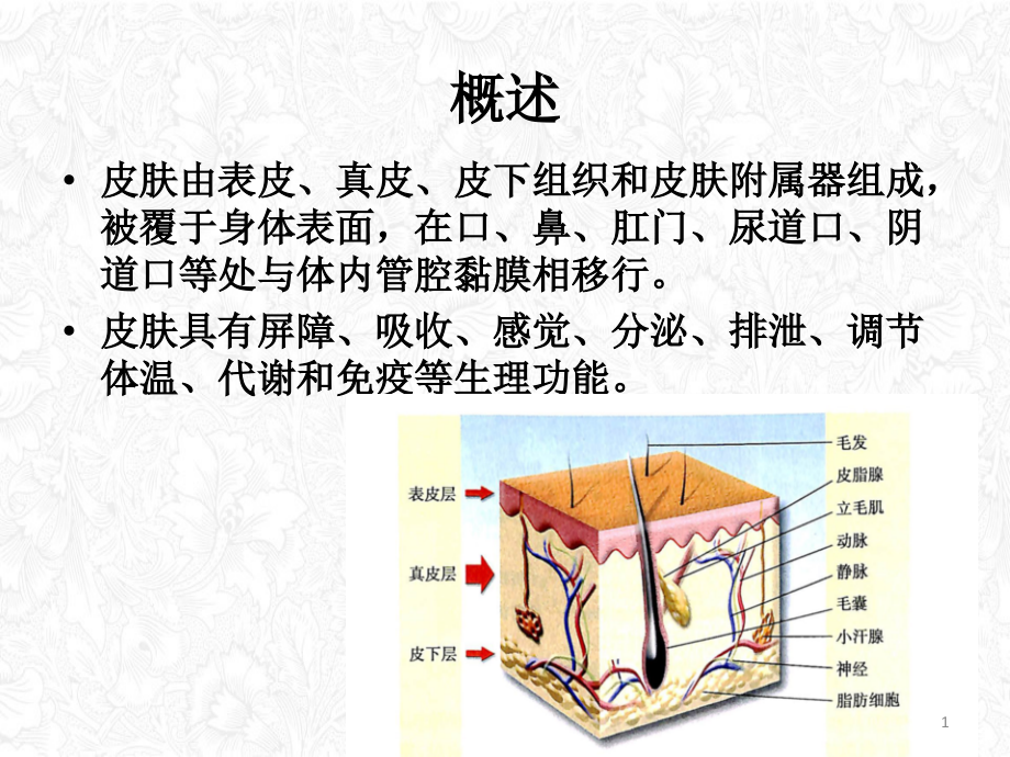 皮肤病的总论课件_第1页