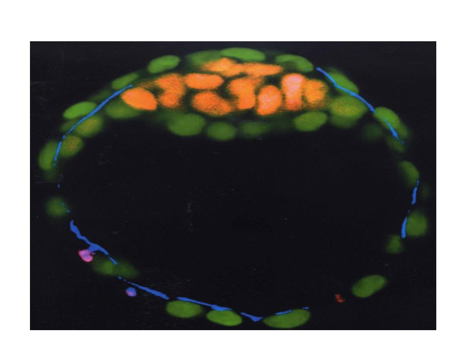 发育生物学――干细胞课件_第1页