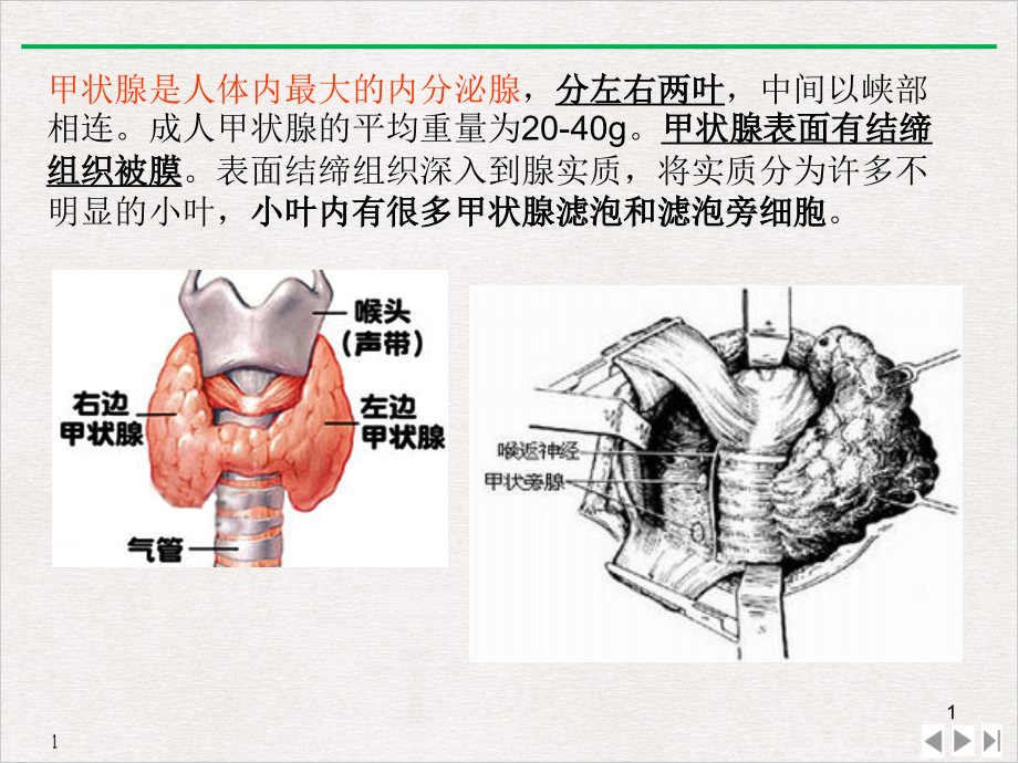 甲状腺激素的合成拓展用标准课件_第1页