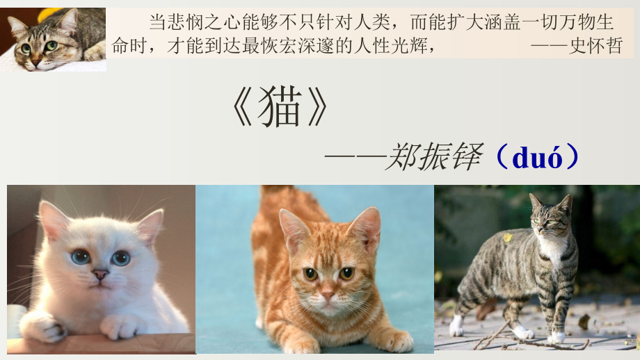 猫赛课一等奖公开课优秀课件_第1页