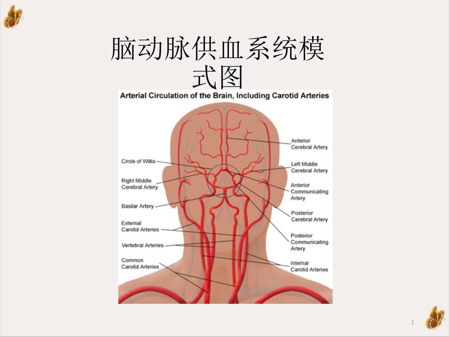 脑梗塞定位诊断课件_第1页