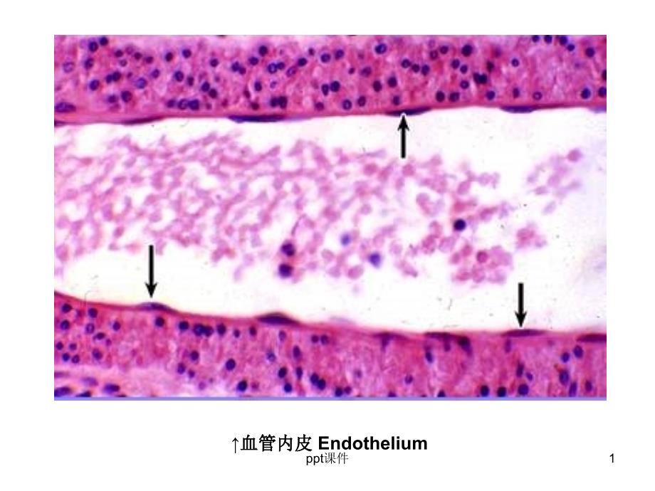 组织学与胚胎学图片考试--课件_第1页