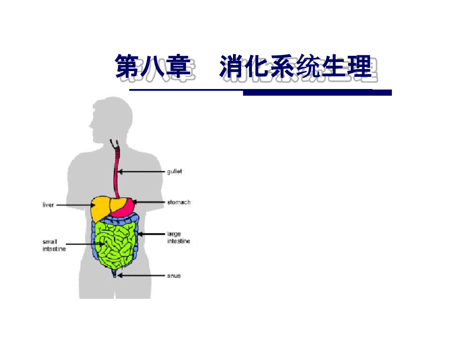 消化系统生理课件_第1页