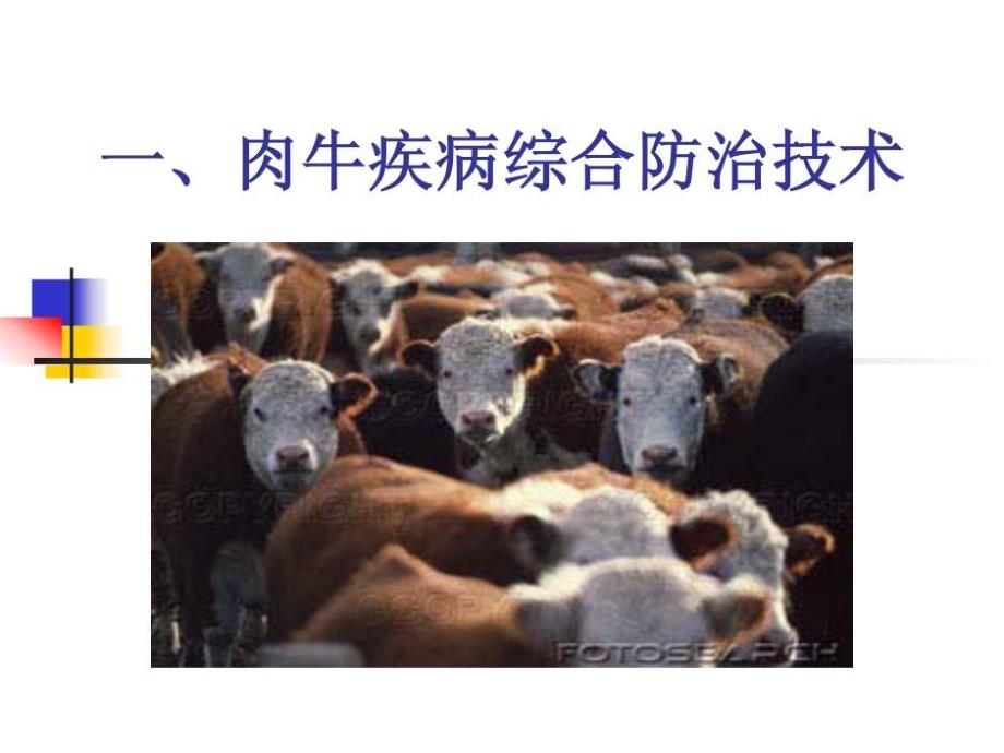 肉牛疾病综合防治技教学课件_第1页