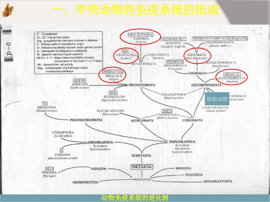 甲壳动物的免疫系统组成课件_第1页