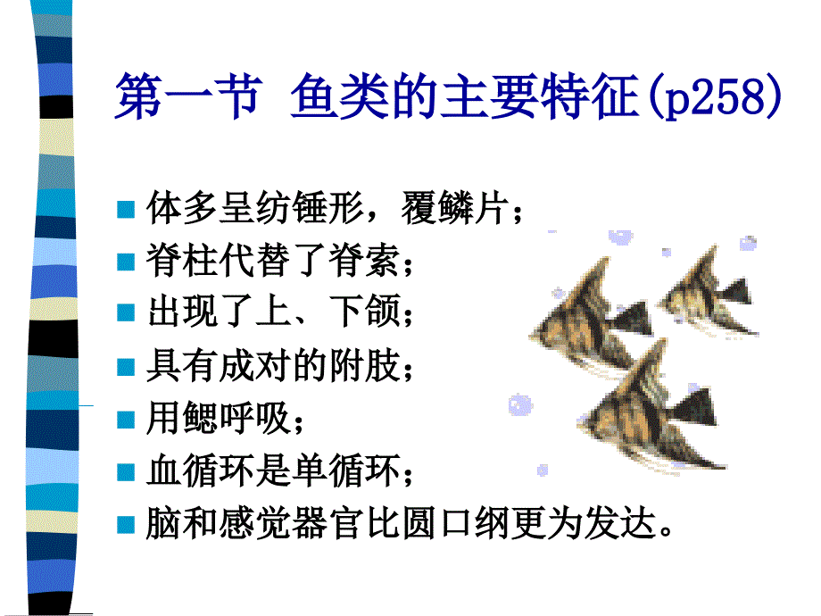 第十三章鱼纲教学课件_第1页