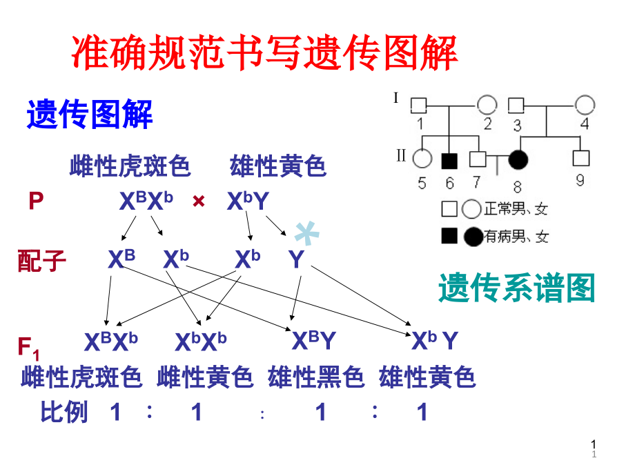 规范书写遗传图解课件_第1页