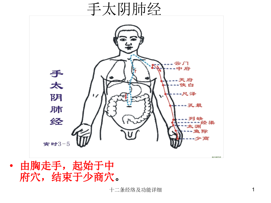 十二条经络及功能详细-课件_第1页