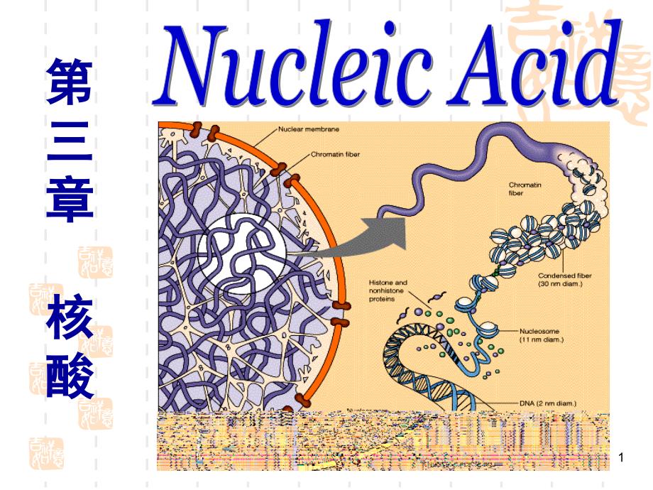 第三章-核酸1核酸的组成及分类课件_第1页