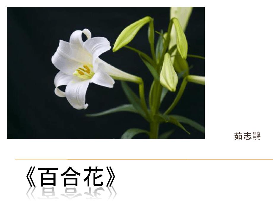 茹志鹃《百合花》课件_第1页