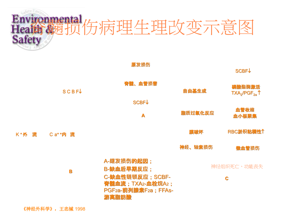 甲强龙脊髓损伤课件_第1页