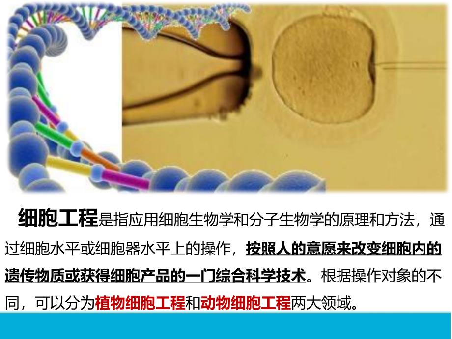 植物细胞工程的基本技术-人教版高中生物选修三课件_第1页