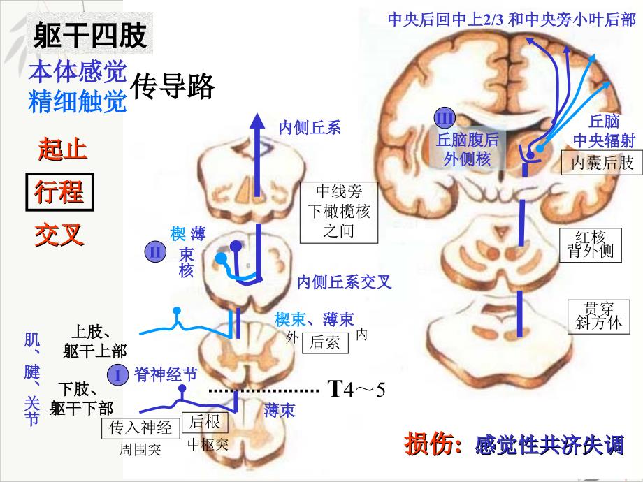 神经系统总论传导路课件_第1页