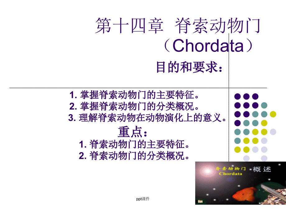 脊索动物-课件_第1页