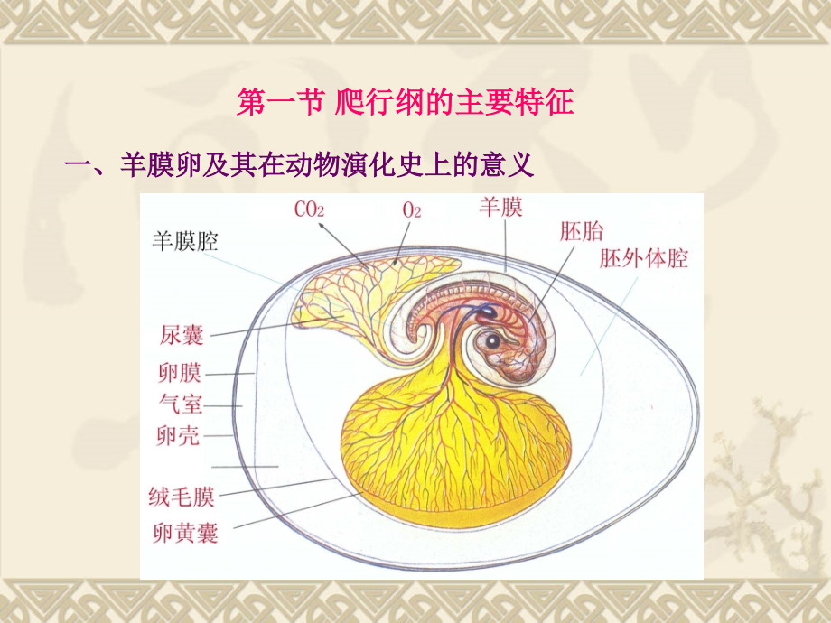 爬行纲的主要特征课件_第1页