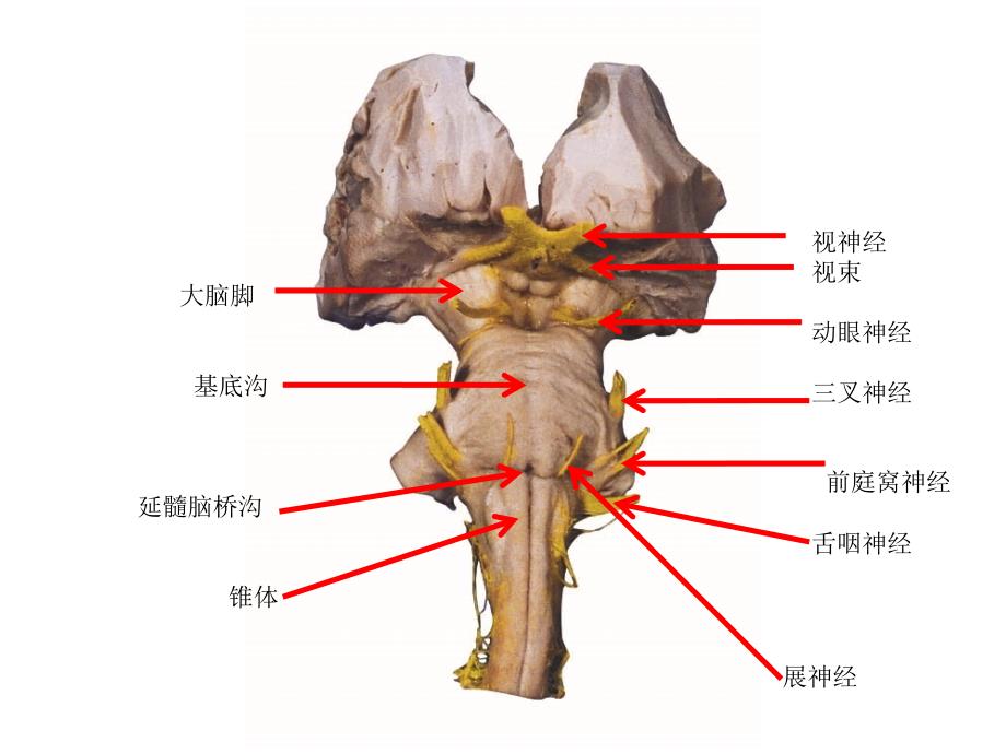 神经系统标本训练题课件_第1页