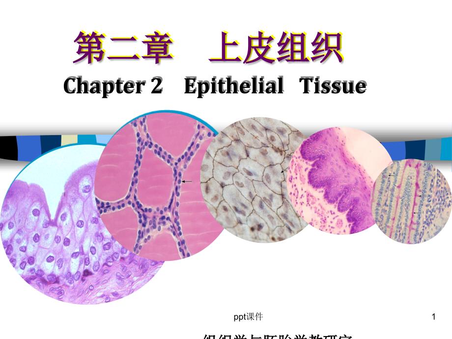 组织胚胎学--上皮组织--课件_第1页