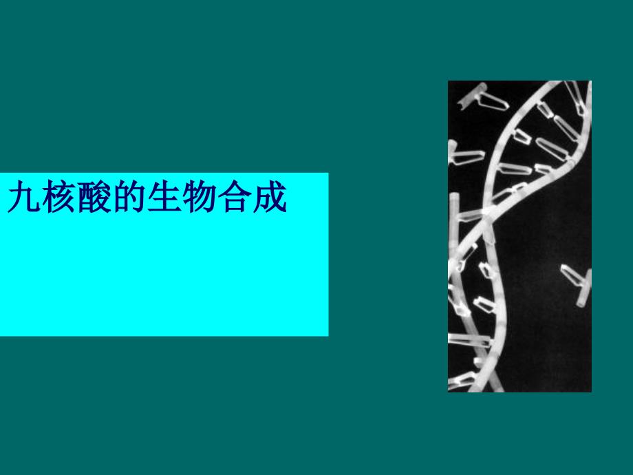 南京农业大学考研复习生物化学DNA的生物合成_第1页