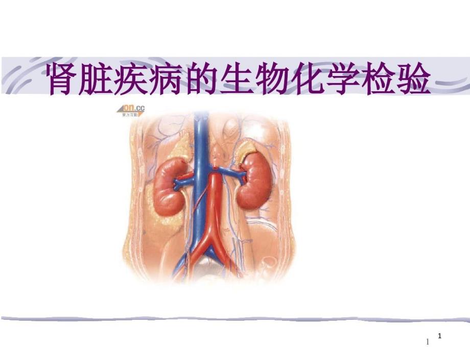 肾脏疾病生物化学检验课件_第1页