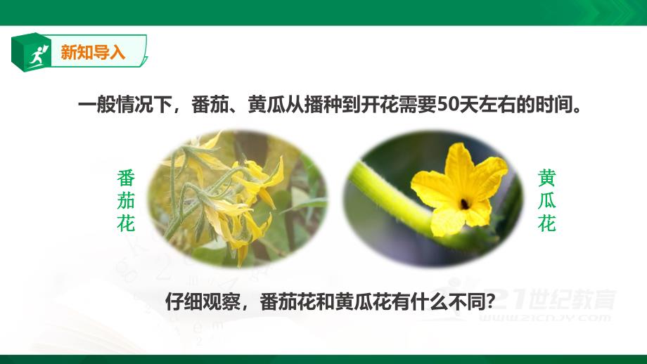 苏教版三年级下册科学：13《植物开花了》-课件_第1页