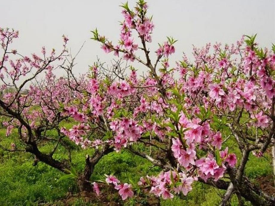 美丽的桃花课件_第1页