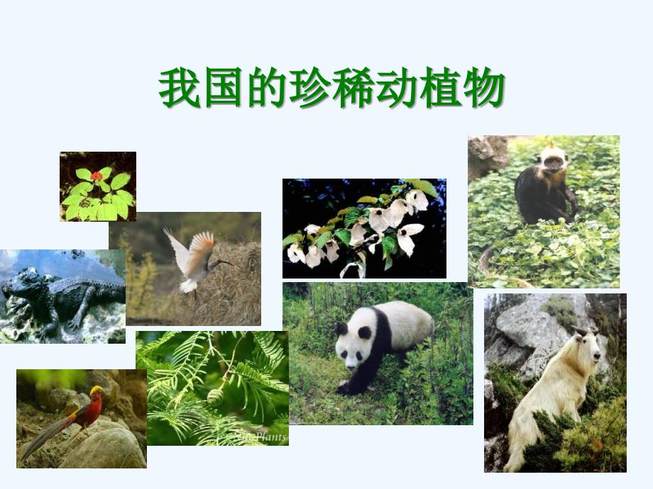 六年级科学上册-第5单元-24-珍稀动植物ppt课件1-青岛版图文_第1页