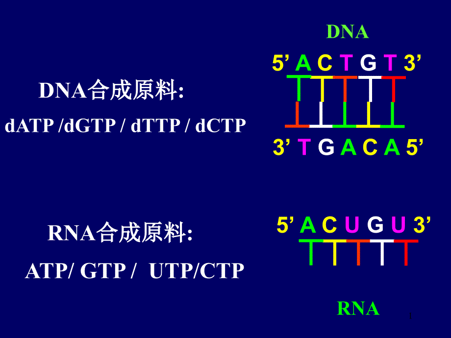 第八章核苷酸代谢[课件]_第1页