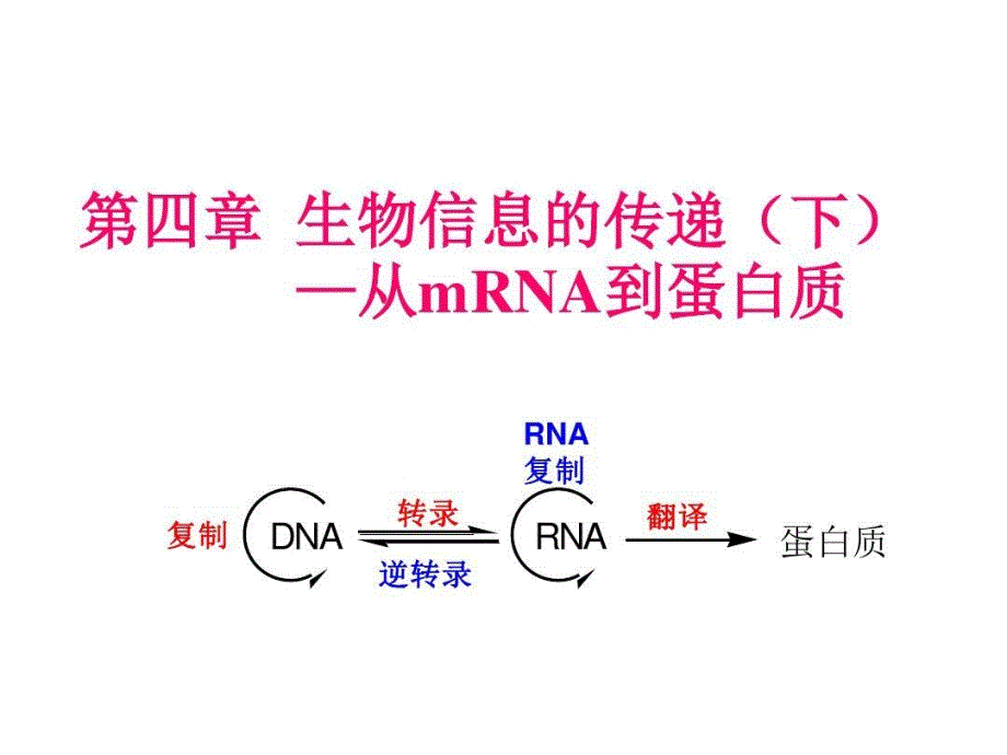 生物信息的传递(下)——翻译教学课件_第1页