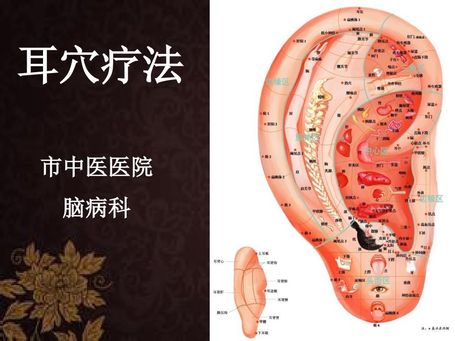 耳穴疗法-课件_第1页