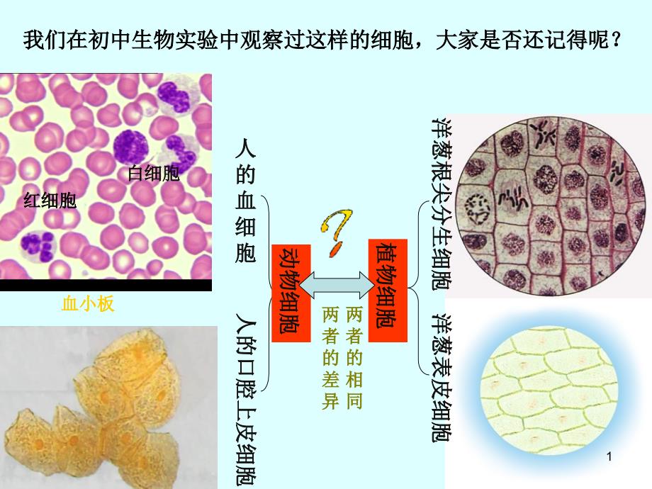 细胞的多样性和统一性公开课课件_第1页