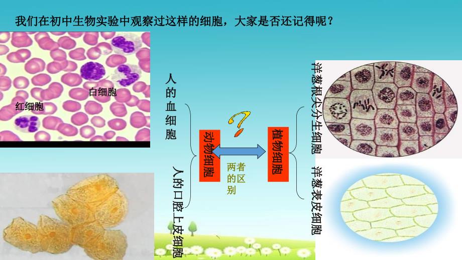 高中生物第一章走近细胞12细胞的多样性和统一性ppt课件新人教版必修_第1页