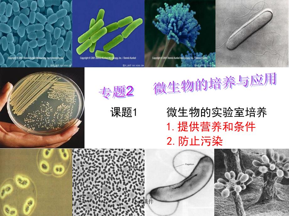 微生物的实验室培养课件_第1页