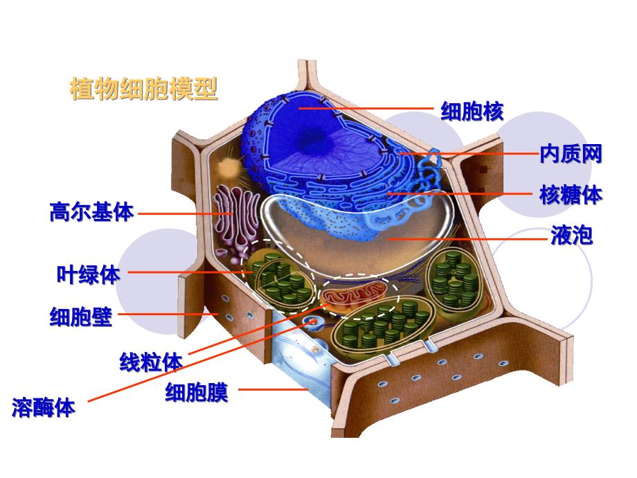 《细胞核与原核生物》ppt课件_第1页