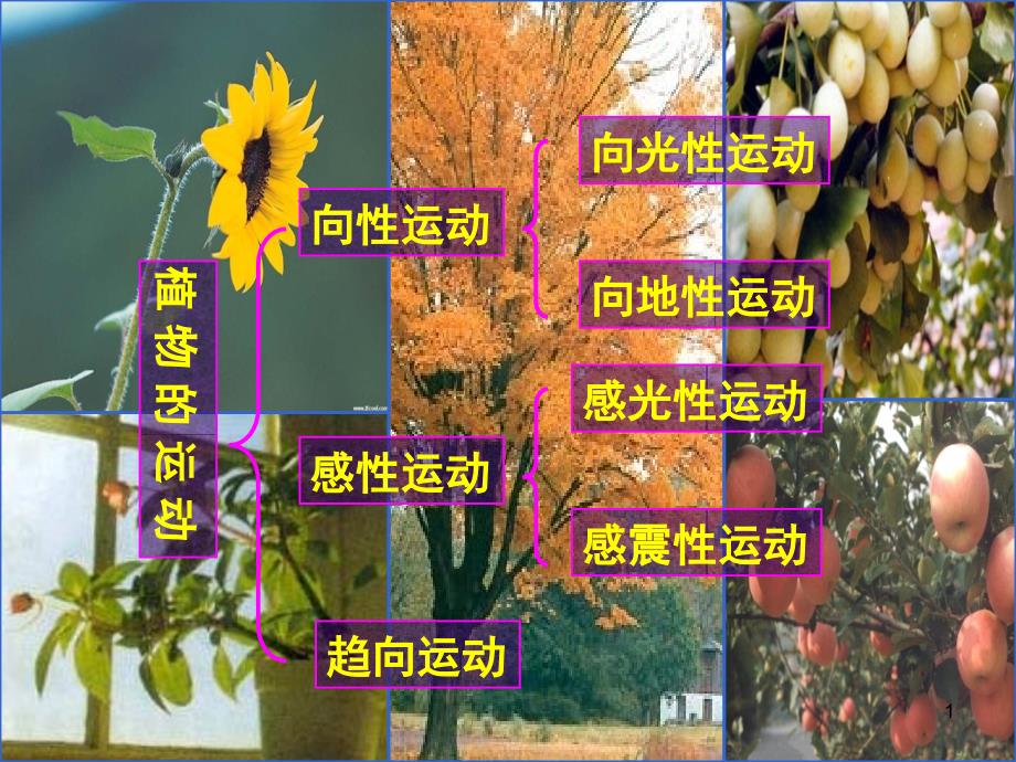 正式第三章第一节植物生长素的发现课件_第1页