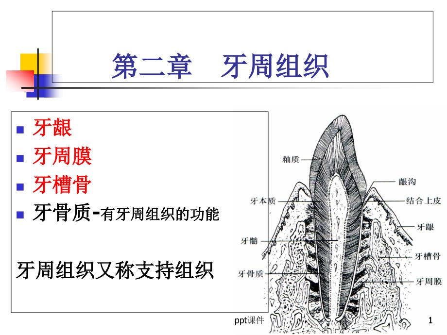 牙周组织课件_第1页