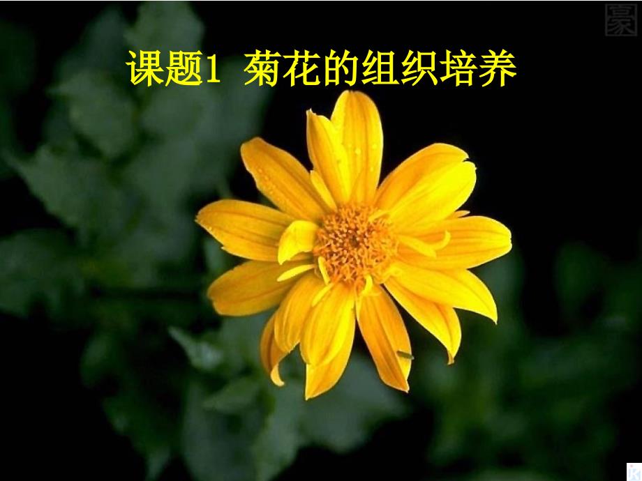 菊花组织培养和月季花药培养-课件_第1页