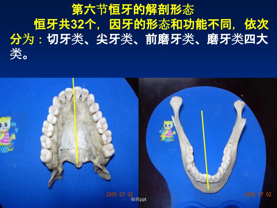 口腔切牙解剖形态_第1页