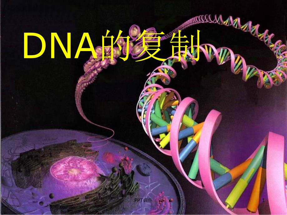 DNA分子复制--课件_第1页