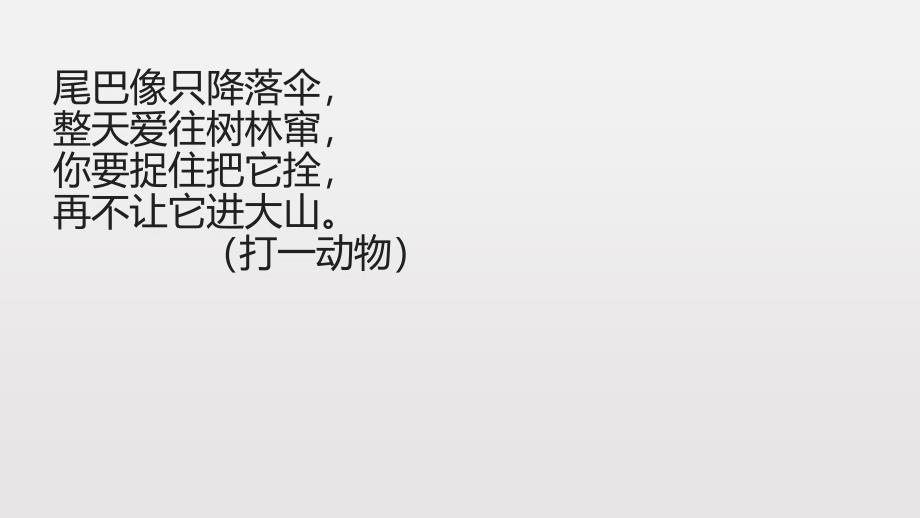 四年级上册语文湘教版《那只松鼠》课件_第1页