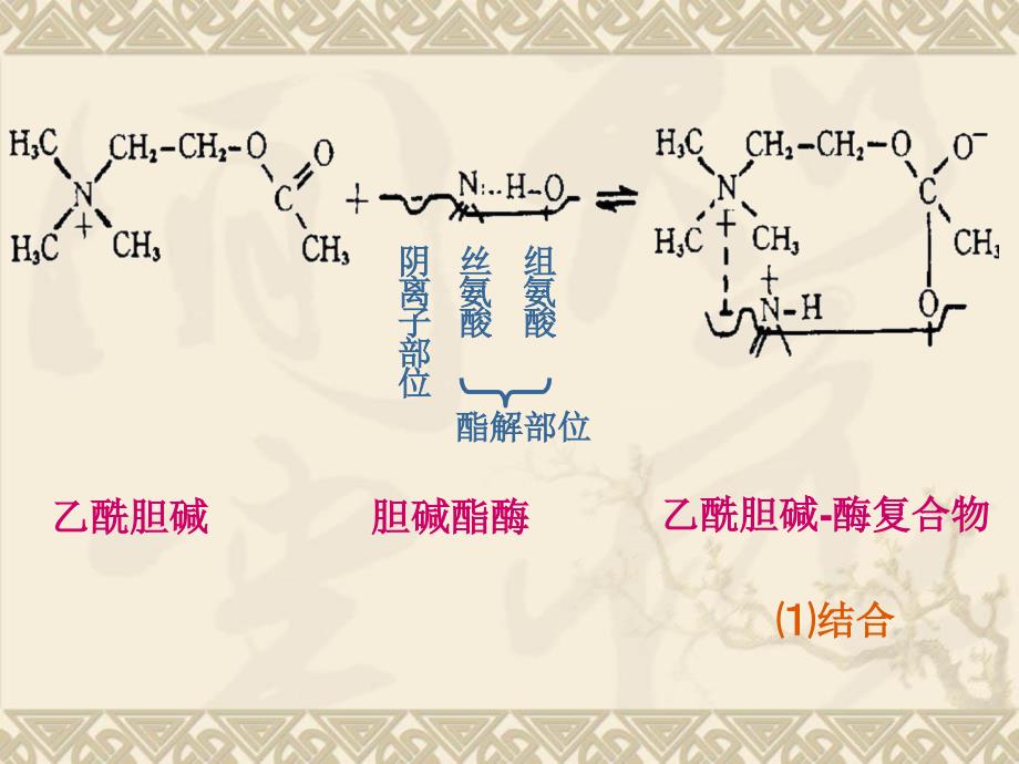 药理学第2版08抗胆碱酶药教学课件_第1页