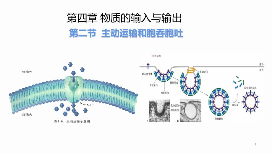 主动运输和胞吞胞吐教学ppt课件_第1页