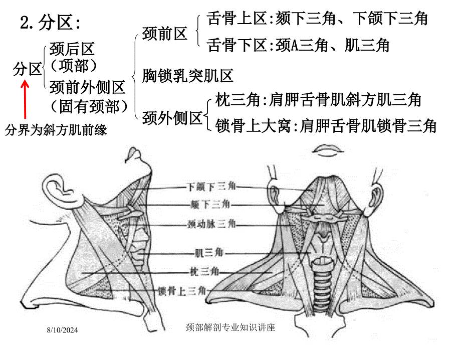 颈部解剖专业知识讲座培训课件_第1页