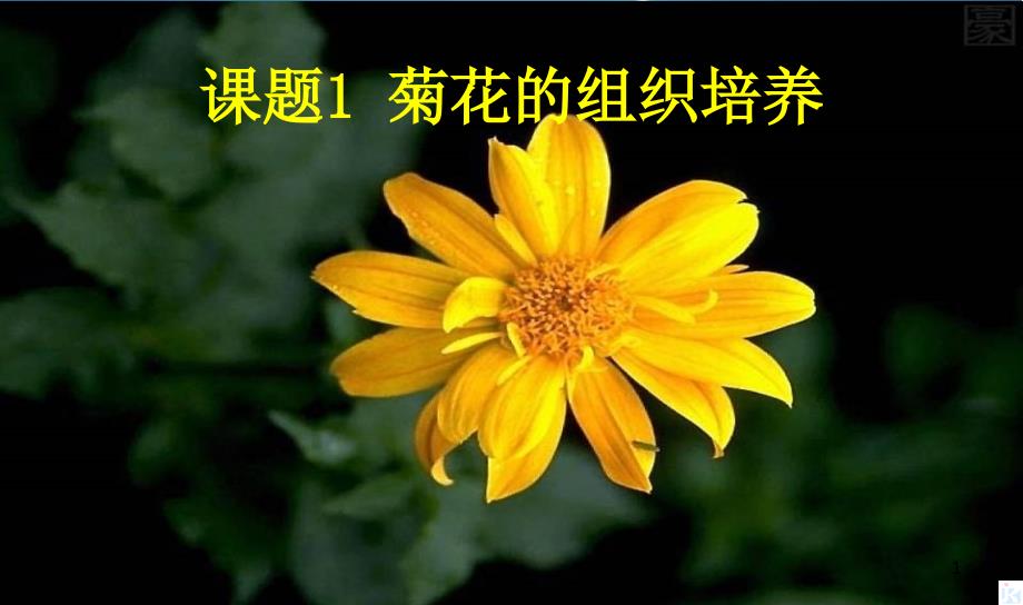 高中生物植物的组织培养技术31菊花的组织培养ppt课件1新人教版选修_第1页