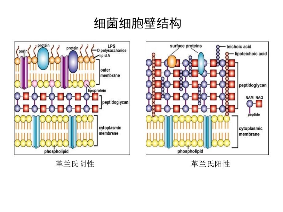 实验二细菌生理及外界因素对细菌的影响_第1页