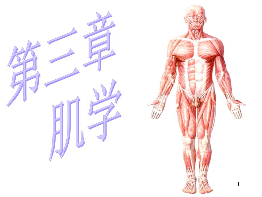 运动解剖学(肌学)课件_第1页