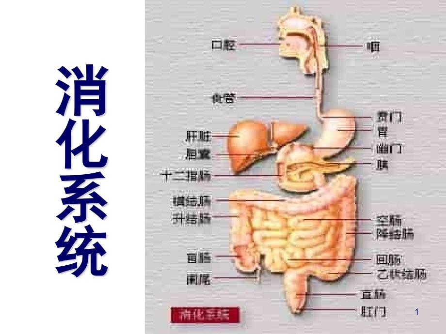 消化系统疾病课件_第1页