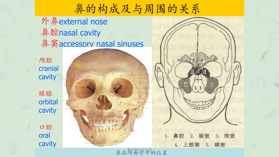 鼻的解剖与生理课件_第1页